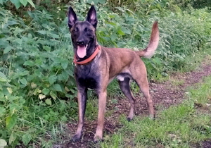 31.05.2017 dundee-300px