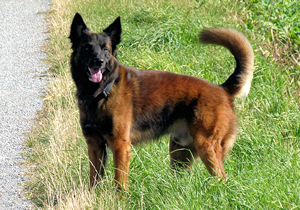 12.08.2012 wizard-300px